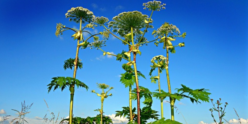 Участки вдоль автотрасс обработают от борщевика в Псковской области - 2024-05-16 10:05:00 - 1