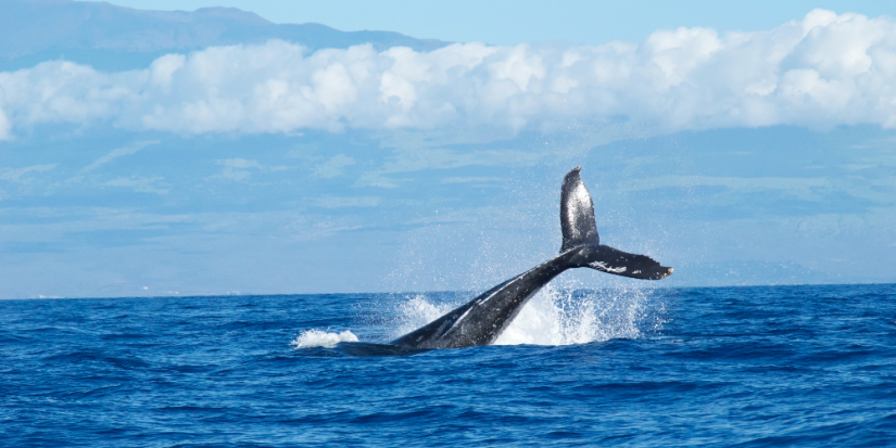 Исландия не будет охотиться на китов - 2023-06-25 09:05:00 - 1