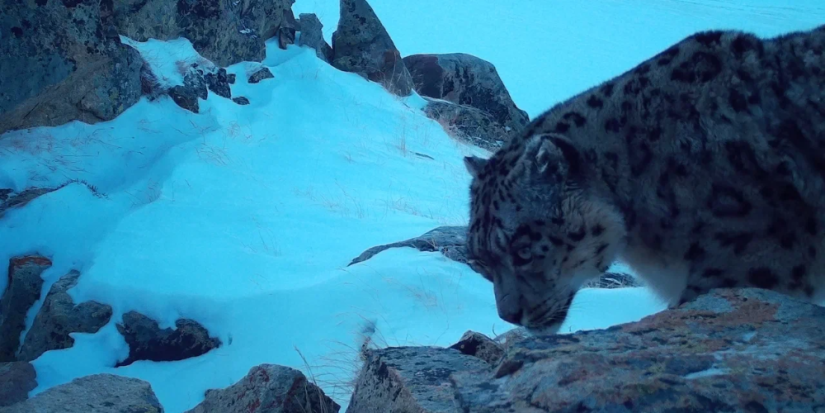 В России насчитали не менее 87 снежных барсов - 2024-04-30 19:05:00 - 1