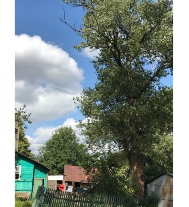 Великолучанин – врио губернатору: не могут спилить одно гнилое дерево! (ФОТО) - 2018-08-18 14:23:00 - 1