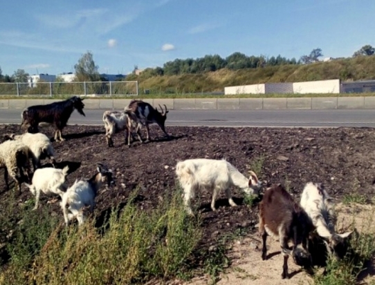 ФОТОфакт: козлы на путепроводе - 2018-08-24 10:16:00 - 1