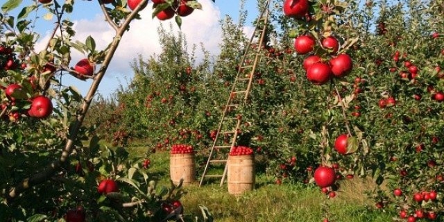 В Великих Луках можно взять в аренду участок для садоводства - 2021-11-19 15:03:00 - 1