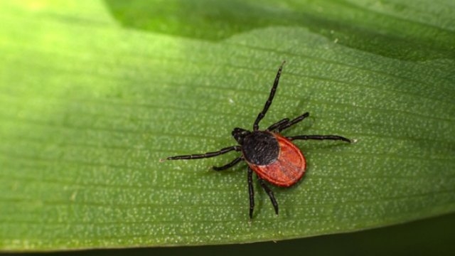 За неделю в Псковской области 195 человек пострадали от укусов клещей - 2021-05-27 15:13:00 - 1