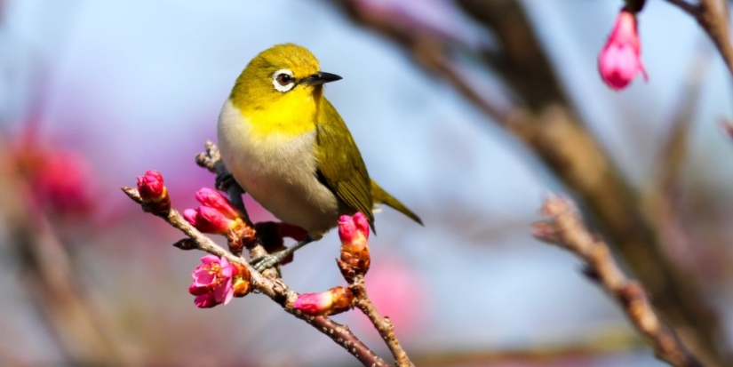 Увидеть редких птиц поможет специальная интерактивная карта - 2021-12-18 19:00:00 - 1