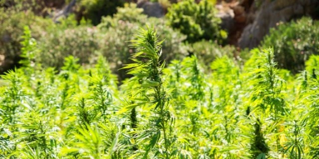 Великолучанин выращивал коноплю на дачном участке - 2021-09-06 09:13:00 - 1