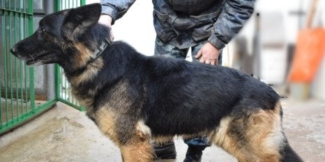 УФСИН Псковской области отдает в добрые руки служебную овчарку - 2022-10-05 12:26:37 - 1