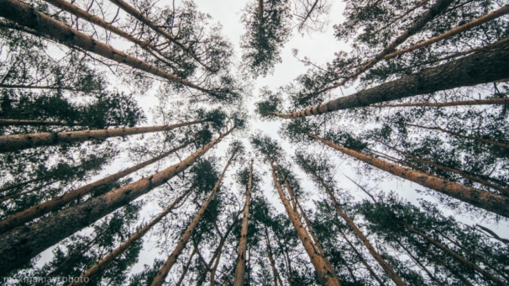 Продолжаются работы в парке «Без границ» в Великих Луках - 2021-05-17 16:36:00 - 1