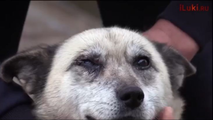 ВИДЕО: Жестокость. Еще одна собака травмирована в Великих Луках - 2018-11-17 14:06:00 - 1