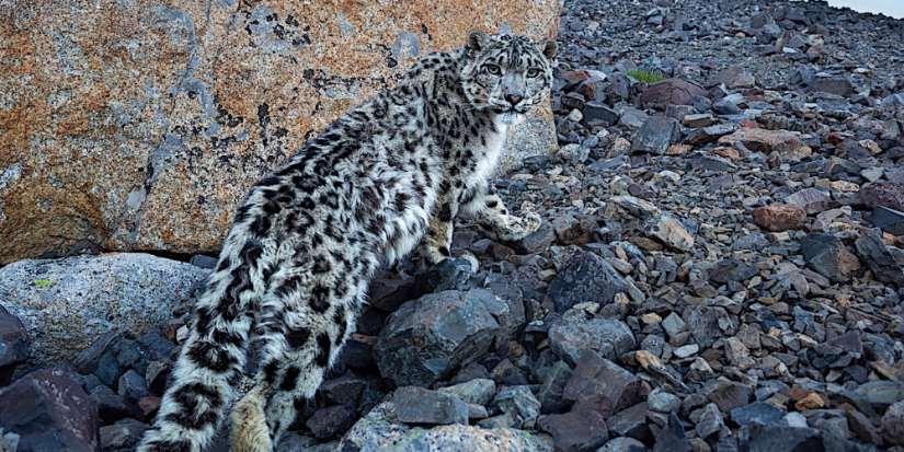 В России более 50% снежных барсов обитают на Алтае - 2023-04-29 11:00:00 - 1