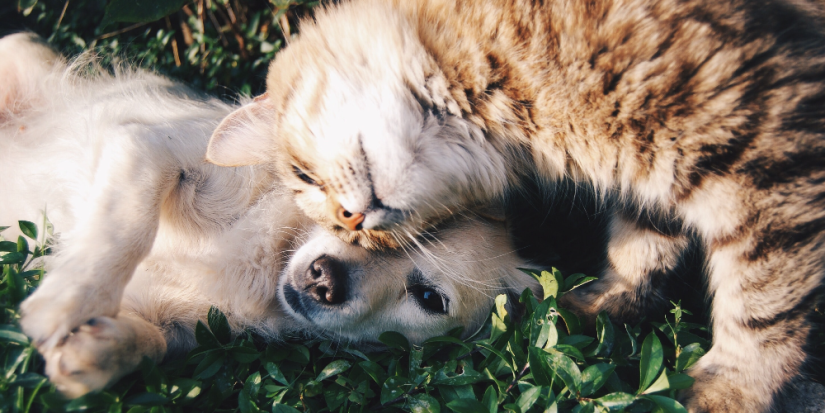 Министерство для контроля за кошками и собаками ищет Госдума - 2023-07-05 20:05:00 - 1