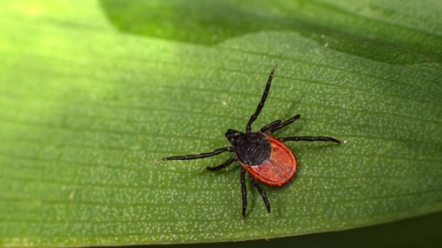 В Великих Луках противоклещевым раствором обработано около 35 гектаров - 2021-06-03 09:36:00 - 1