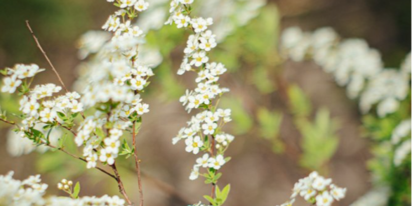 2 - 4 июня местами по Псковской области ожидаются заморозки - 2023-05-31 14:35:00 - 1