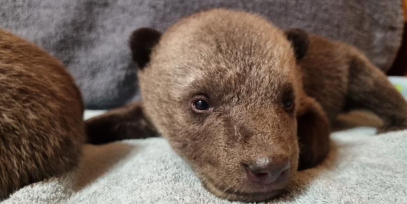 Двух брошенных бурых медвежат обнаружили в Локнянском районе - 2023-02-08 08:35:00 - 1