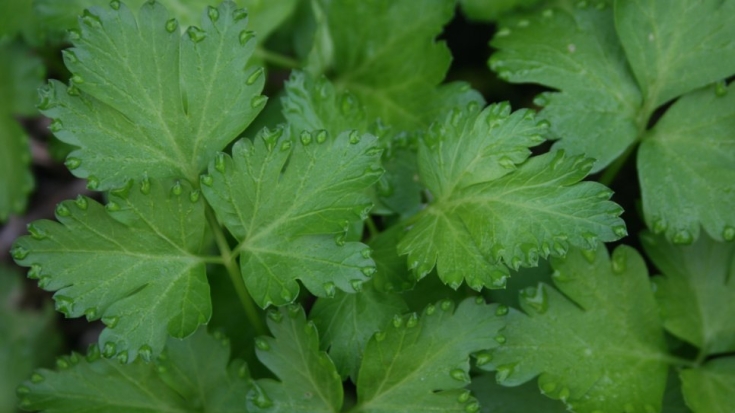 Петрушка и ее семена оказались под запретом - 2021-05-24 18:00:00 - 1