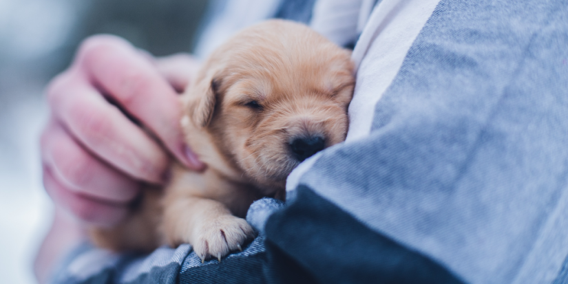 Поставки препаратов для лечения животных в России сильно сократятся - 2023-07-13 19:05:00 - 1
