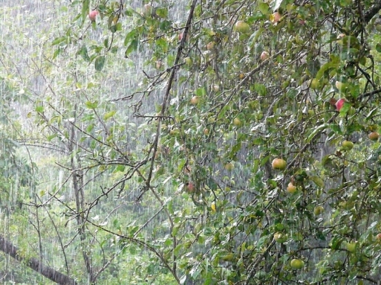 Внимание! Синоптики предупреждают о неблагоприятном природном явлении в Псковской области - 2018-07-14 13:09:00 - 1
