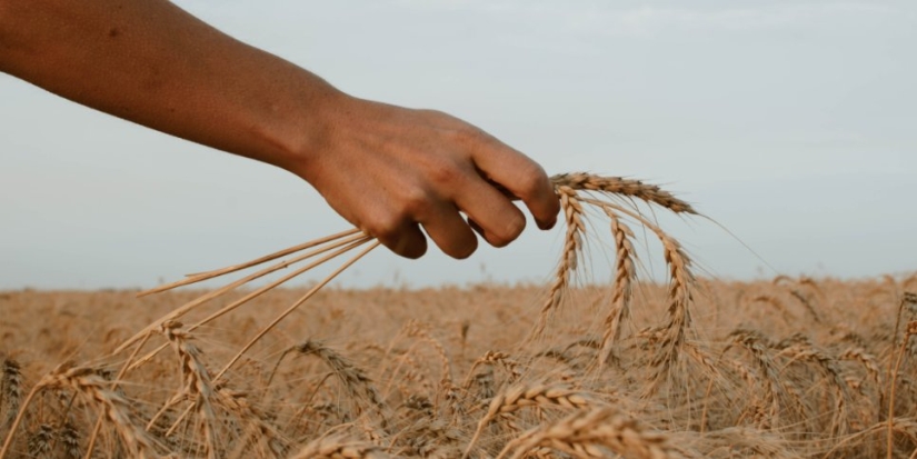 Неснижаемый запас зерна и сахара создадут в России - 2022-04-06 19:00:00 - 1