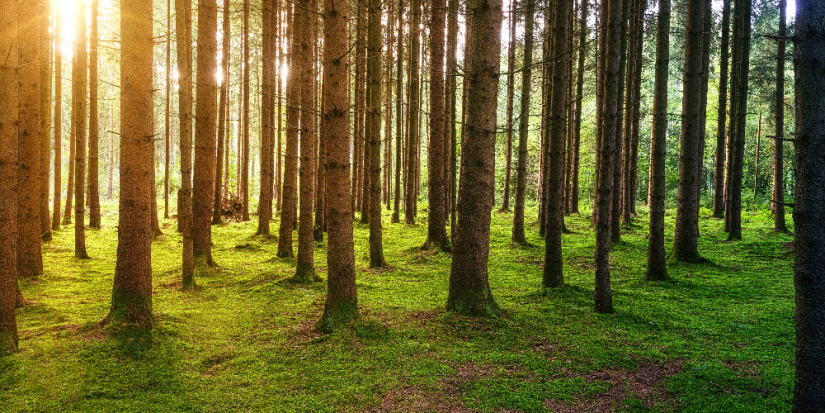 27 млн деревьев высадят в честь погибших во время Второй мировой русских солдат - 2023-03-26 18:00:00 - 1