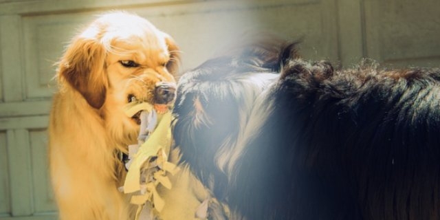 Территория действия карантина по бешенству в Великих Луках расширена - 2021-09-30 09:58:00 - 1