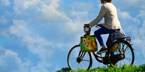 Кража велосипеда раскрыта в Великих Луках - 2021-07-09 15:13:00 - 1