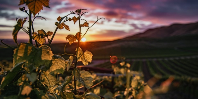 Минсельхоз будет развивать виноделие в России - 2021-11-28 15:00:00 - 1