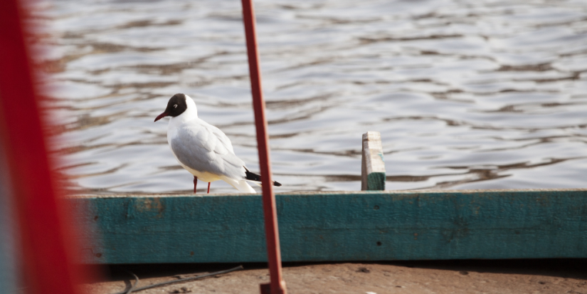 Запрет на использование моторных плавсредств действует в Псковской области - 2024-04-06 14:05:00 - 1