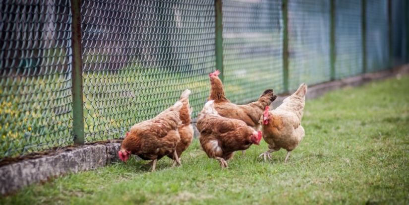 Минсельхоз и производители договорились о ценах на птицу - 2021-09-28 19:00:00 - 1