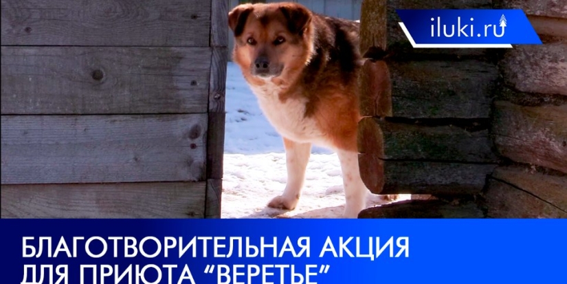 В приют для животных «Веретье» доставили подарки для собак - 2022-04-02 10:00:00 - 1