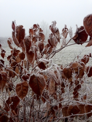 Ночью – мороз, завтра - снег: прогноз погоды по Псковской области - 2018-10-25 20:35:00 - 1