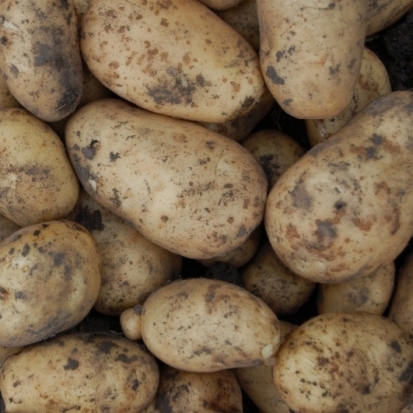 Картошка в наших магазинах небезопасна: итоги проверки Роскачества - 2018-10-04 18:36:00 - 1