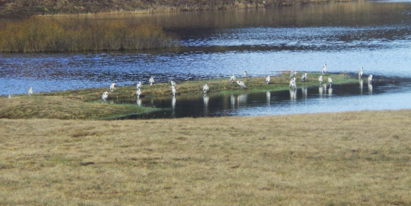 В Пушкинский Заповедник вернулись цапли - 2023-03-20 15:05:00 - 1