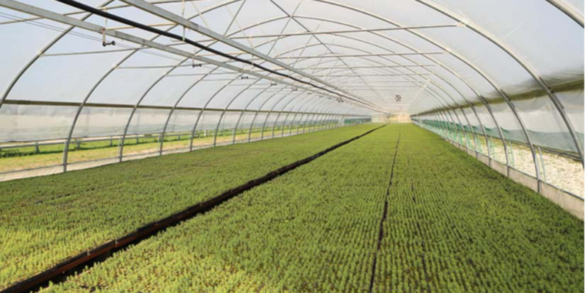 В Псковской области высадили почти 300 тысяч хвойных растений - 2023-06-26 14:35:00 - 1