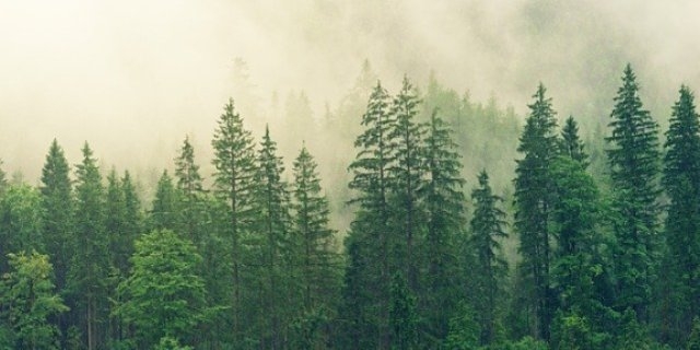 Трех потерявшихся в лесу нашли сотрудники МЧС Псковской области - 2021-08-12 16:45:00 - 1