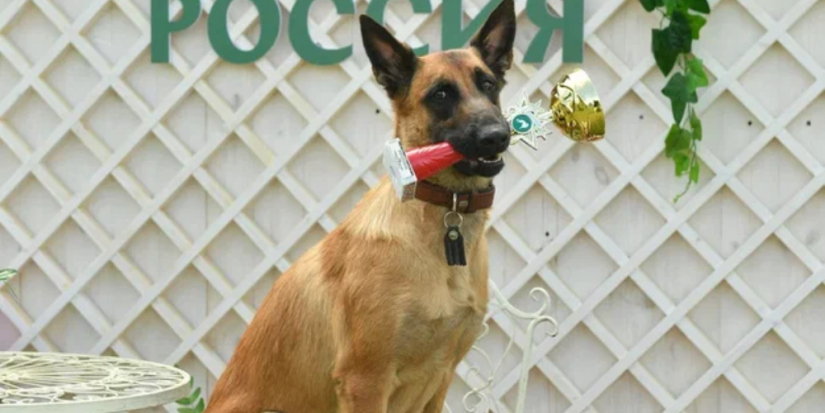 Более 6,5 тысяч собак: прошла крупнейшая кинологическая выставка «Россия 2023» - 2023-06-14 12:05:00 - 1