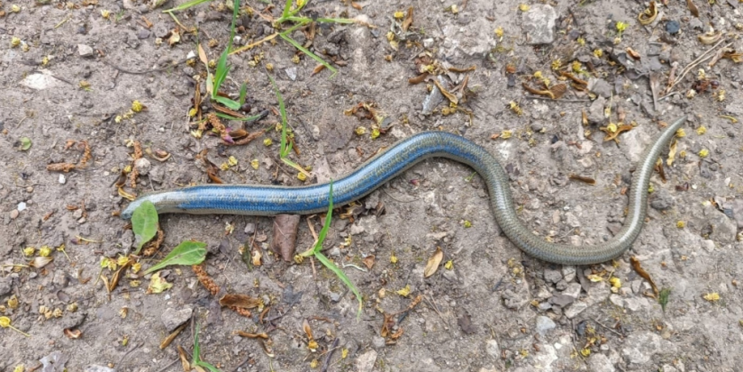 Редкую ящерицу сфотографировали сотрудники изборского музея - 2024-05-16 12:35:00 - 1