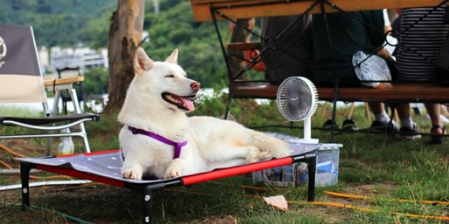 В Псковской области ожидается сохранение аномально-жаркой погоды - 2021-06-24 12:36:00 - 1