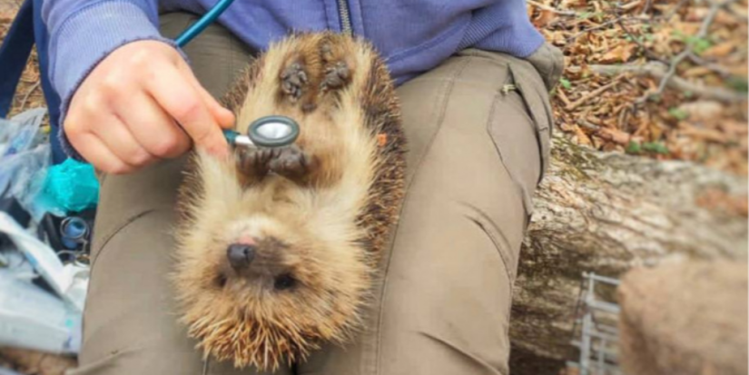 Ветеринары провели день здоровья для ёжика, барсука и кота в Приморском нацпарке - 2023-05-20 19:00:00 - 1