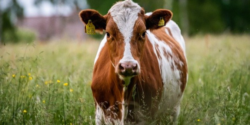 Около 40 млн рублей грантовой поддержки получат аграрии Псковской области - 2023-05-30 09:35:00 - 1