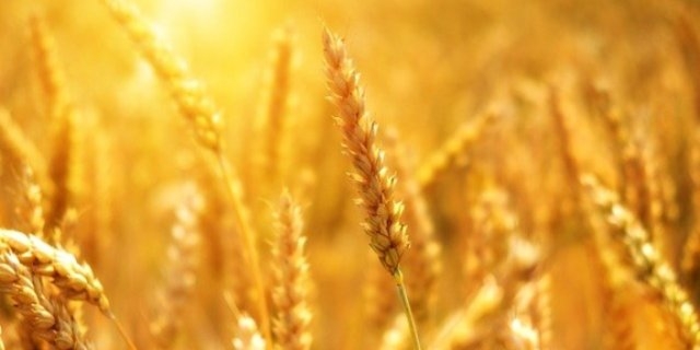 Псковская область занимает второе место по сбору зерна в СЗФО - 2021-08-11 15:35:00 - 1