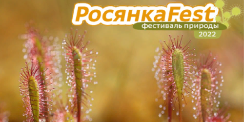 Ярмарка, мастер-классы и концерт ждут гостей Фестиваля «РосянкаFest» - 2022-08-11 16:05:00 - 1