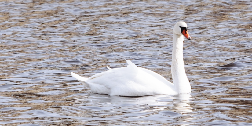 «Лидеры России» будут развивать экологический туризм в Псковской области - 2023-08-08 13:05:00 - 1