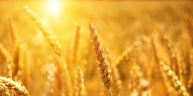 Производители зерновых культур региона могут получить субсидии - 2021-11-04 19:03:00 - 1