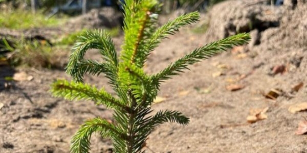 В Псковском и Себежском районах высадят 24 тыс саженцев сосны - 2022-05-12 11:05:00 - 1