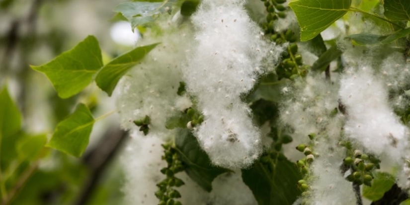 Новые ДНК-маркеры избавят российские города от тополиного пуха - 2021-06-26 19:00:00 - 1