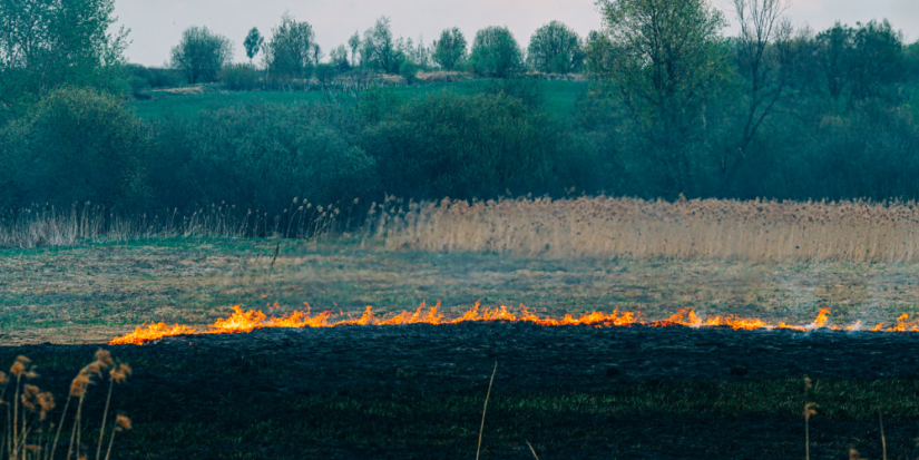 За поджог сухостоя хотят ввести уголовную ответственность - 2023-06-21 19:35:00 - 1