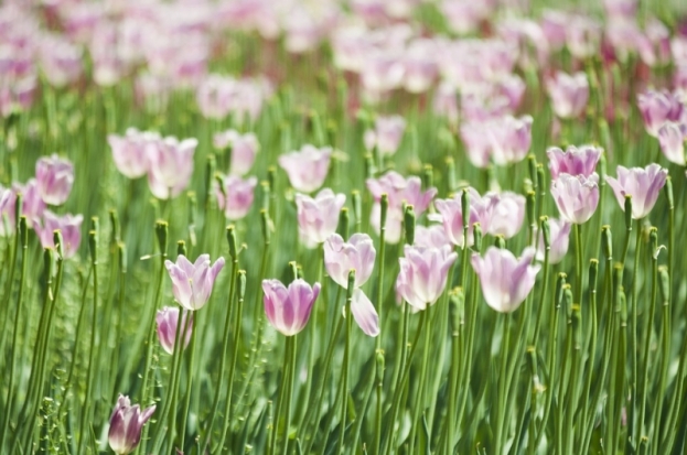 Каждый четвертый россиянин провел летний отпуск на даче - 2018-11-01 16:33:00 - 1