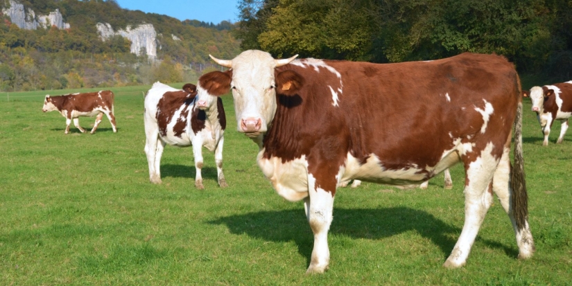 Искусственный интеллект внедряют в сельское хозяйство и транспортную отрасль - 2022-10-09 12:00:00 - 1