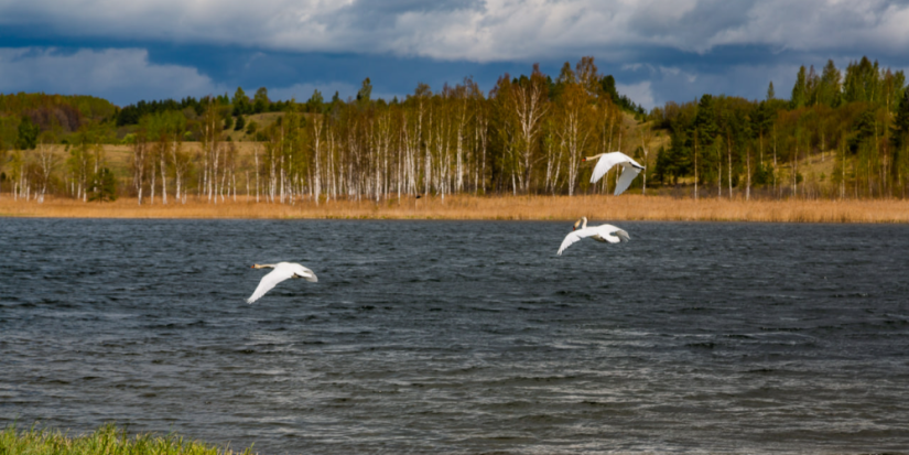 Запутавшегося в леске изборского лебедя спасли - 2023-05-10 11:35:00 - 1