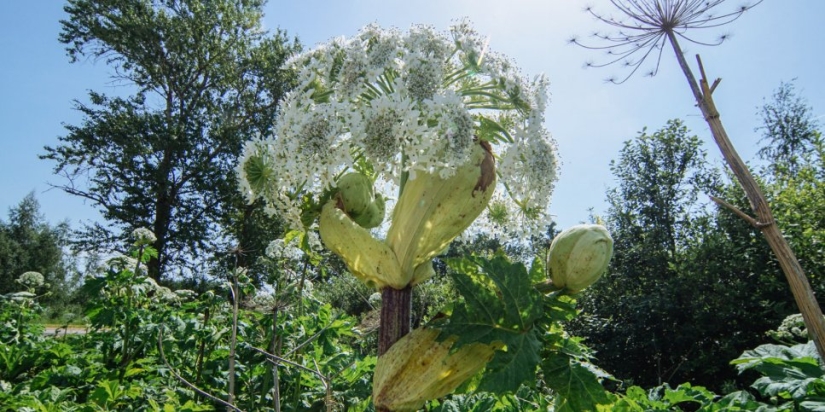 Борщевик снова захватывает Великолукский район - 2021-06-25 14:20:00 - 1