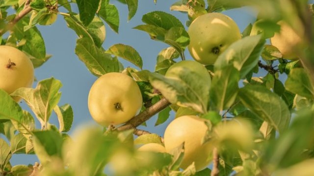 Садоводы могут взять в аренду участок в Великих Луках - 2021-05-11 15:12:00 - 1